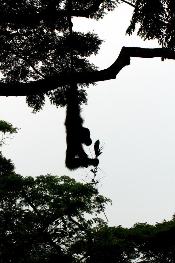 Name:  ZOO10.jpg
Views: 208
Size:  97.6 KB
