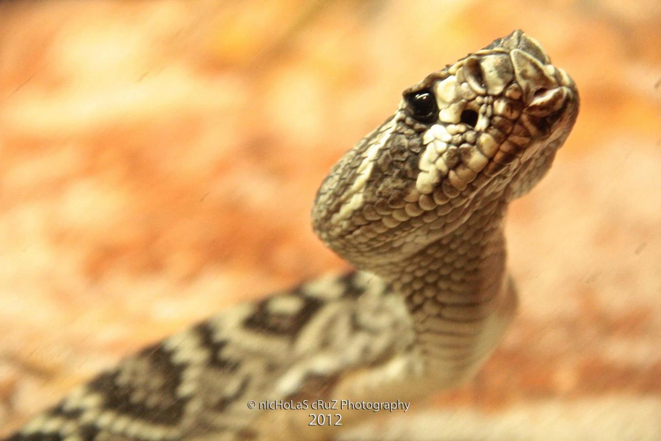 Name:  Eastern Diamondback Rattlesnake.jpg
Views: 5159
Size:  91.0 KB