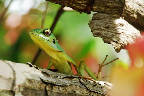 Name:  LizardWithPastelBokehMedium.jpg
Views: 744
Size:  26.8 KB