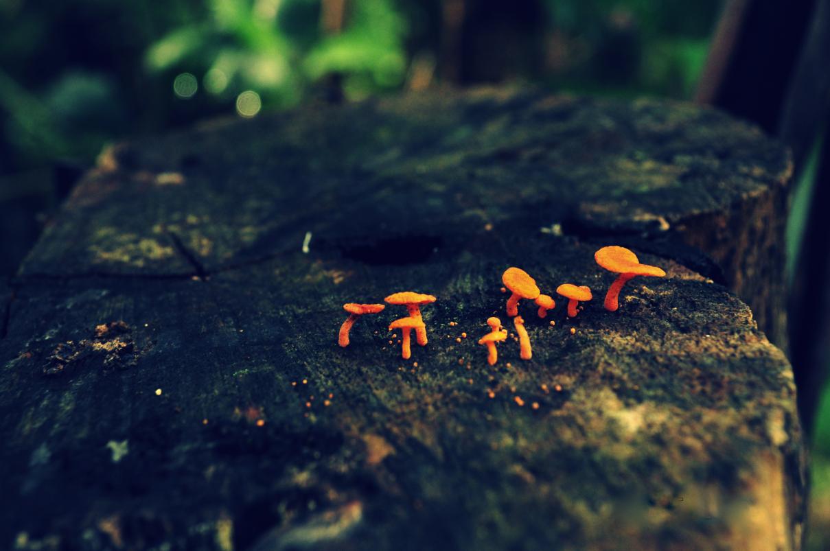 Name:  DSC_0689.jpg
Views: 604
Size:  87.1 KB