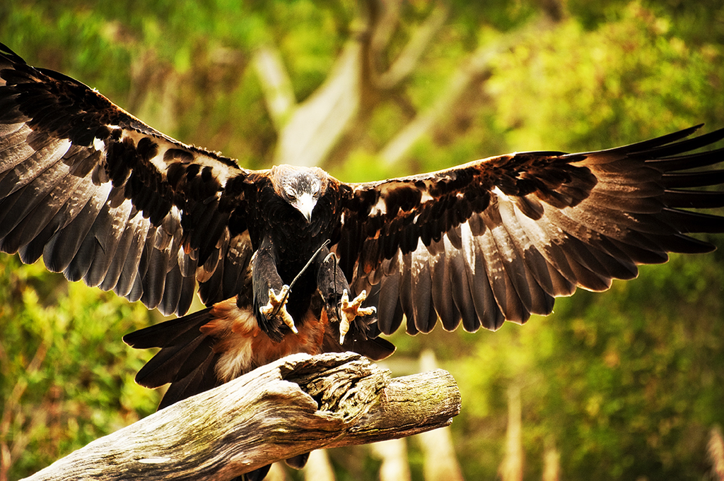Name:  DSC_4427.jpg
Views: 204
Size:  758.6 KB
