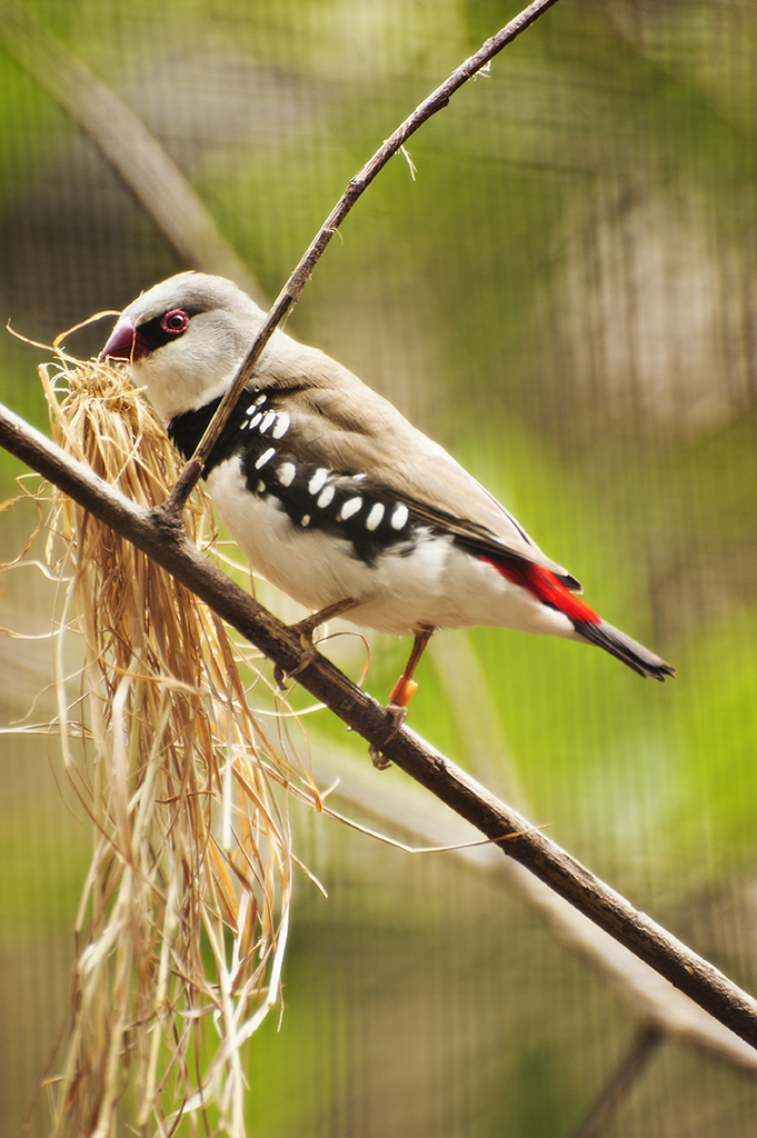 Name:  DSC_4574.jpg
Views: 200
Size:  527.6 KB