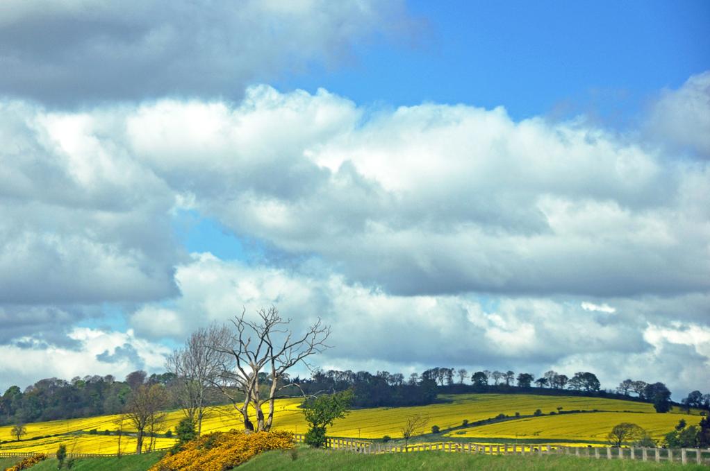 Name:  DSC_0959EditCrop.jpg
Views: 552
Size:  73.8 KB