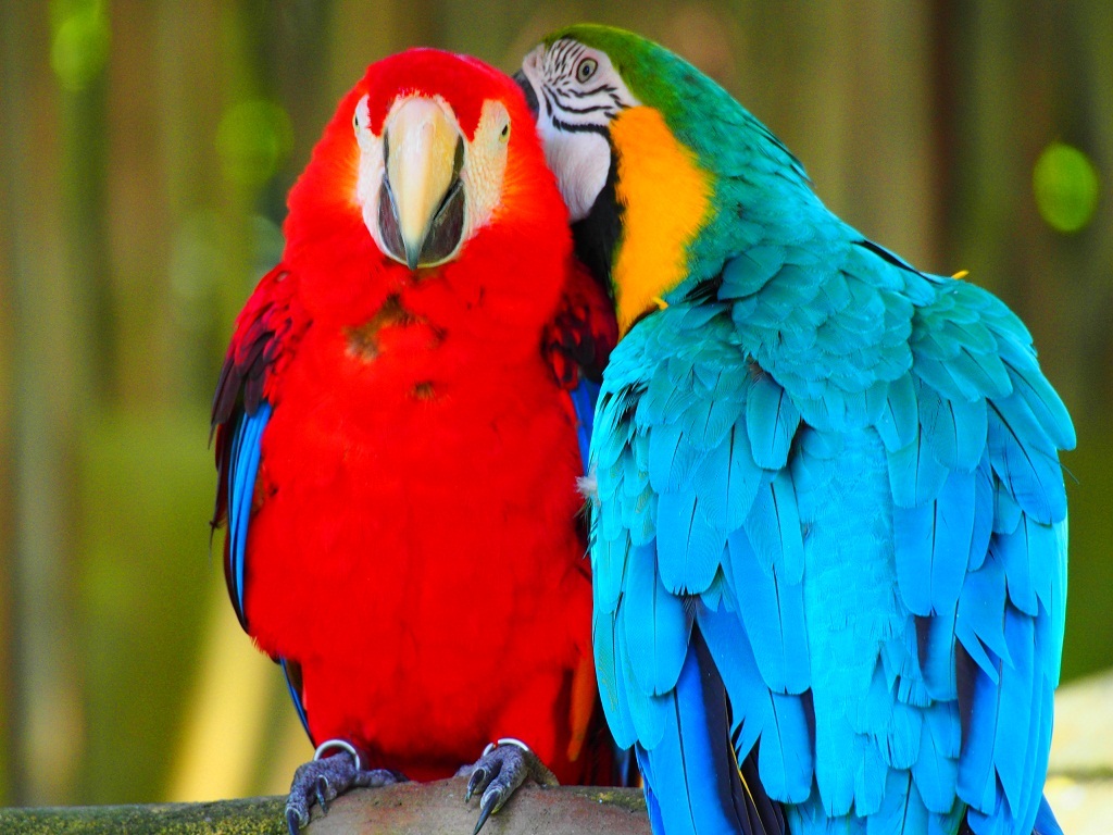 Name:  Jurong Bird Park - Lovey Dovey.JPG
Views: 2434
Size:  268.6 KB