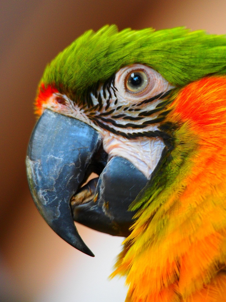 Name:  Jurong Bird Park - Parrot (Lotus).JPG
Views: 601
Size:  285.8 KB