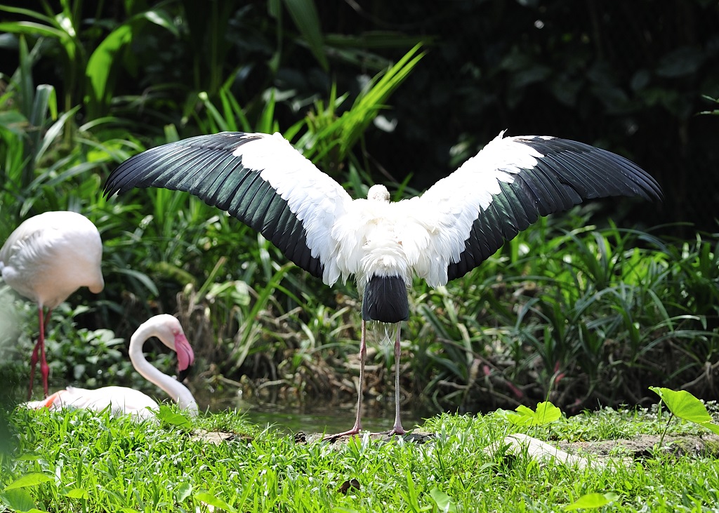 Name:  Bird (2).JPG
Views: 34
Size:  336.7 KB