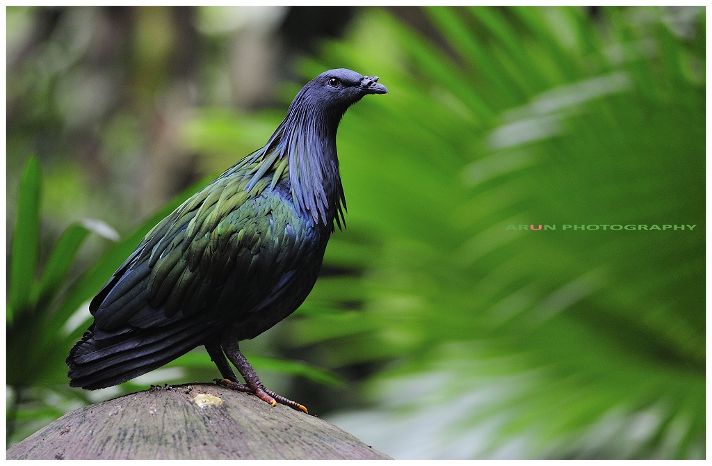 Name:  Bird.jpg
Views: 35
Size:  228.3 KB
