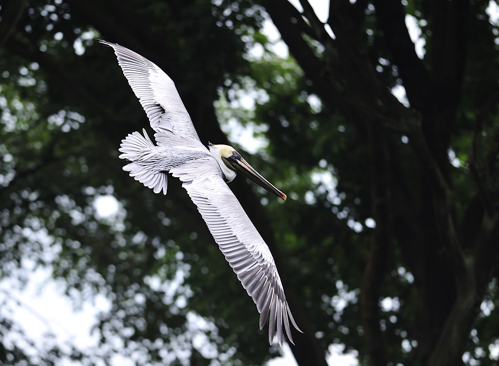 Name:  Birds (2).JPG
Views: 36
Size:  194.6 KB